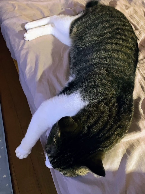 前脚だらん呑太①