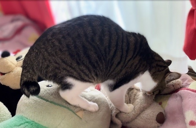 ふみふみ呑太①