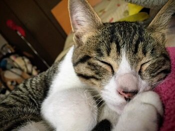吞太目細