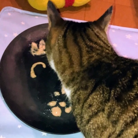 猫の日呑太②
