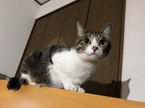見守り吞太１