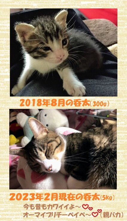 ﾌｫｰﾏｯﾄ