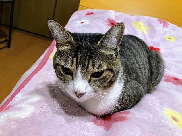 お手々ナイナイ１