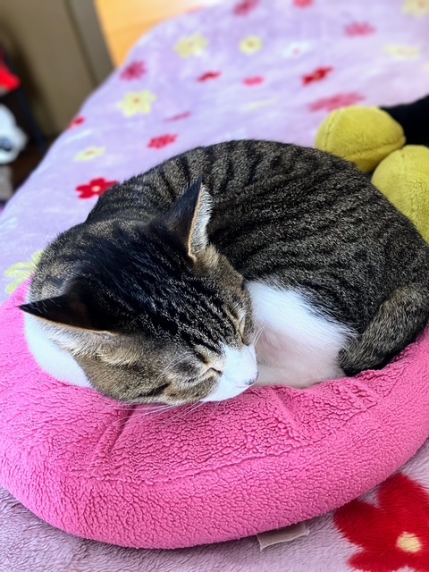 ふみふみ呑太②