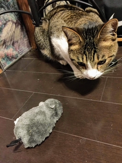 猫の習性？
