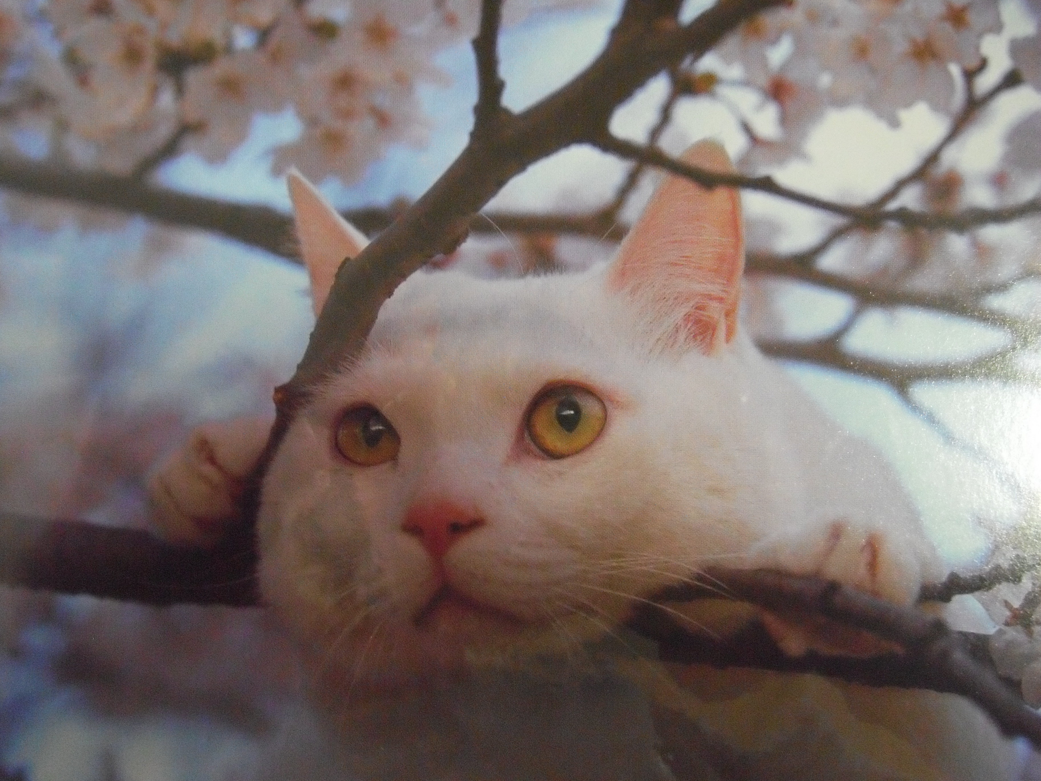 岩合 光昭 写真展 せんぷくちょうし 今日のありがとう 岩合 光昭 写真展 せんぷくちょうし 今日のありがとう