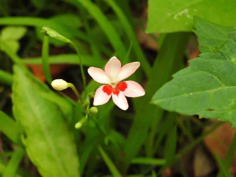 51F1576E-A65D-4C5A-95DB-6DD896B65294