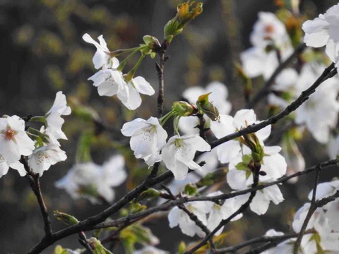 AD7A2179-56CD-48A0-8FF2-DC288BE66ABC