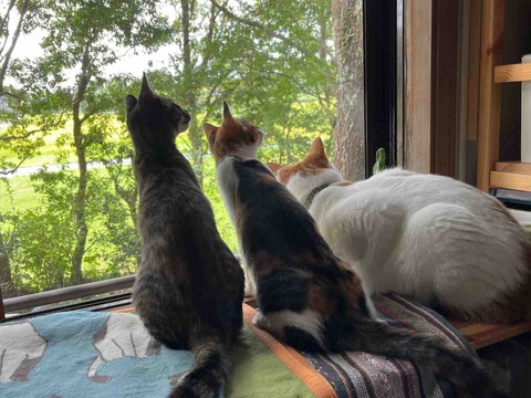 318127C4-52E1-43A9-A8CD-5BDD11462D42