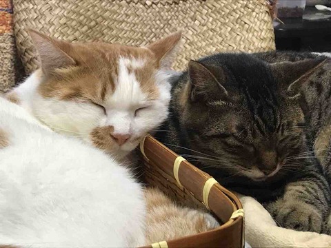 52887727-2CE2-4C39-A9A0-89F10D729A8A