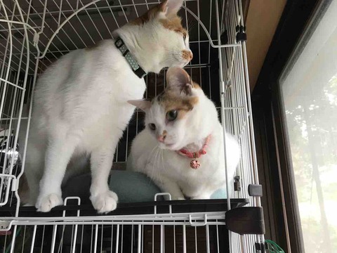 AB4AE32C-3C83-49B1-AC0D-43ACDDB08C8A