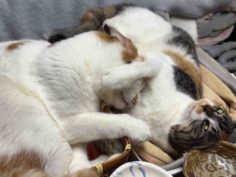 7ADA4FCB-3270-4BAD-A2BC-BA22CB66F1BE