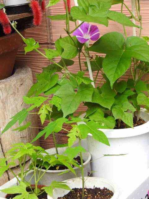 21A60A04-60C8-48B6-88D8-17A803F3448C