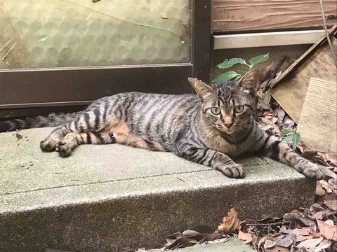 1D2B724B-66CB-4D4B-87CF-0F361AA125EF