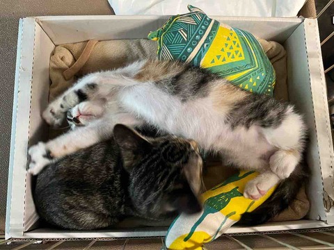 0A5625D2-DD6C-4DAE-B318-045AD38C77FB