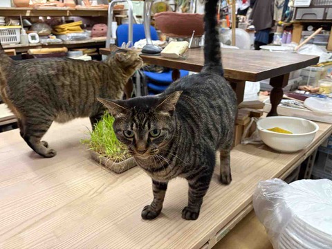 A9A45006-D33A-4D19-939B-271D1BA39E38