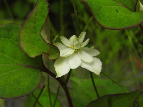 77C11307-D76B-48AC-A5E7-6E0B667C3CA9