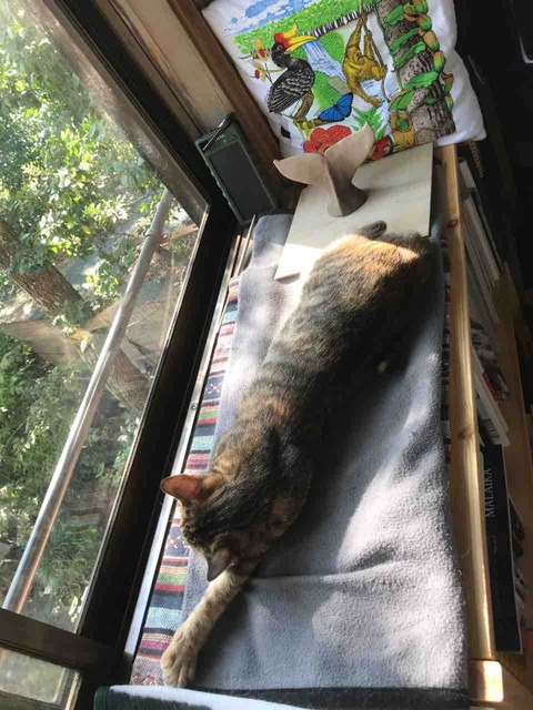 15553D29-1C43-49A4-9F94-F67CF5B2294A