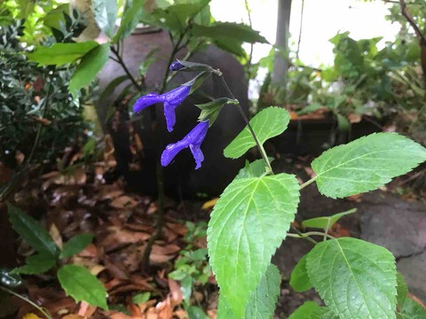 C3A8F2E1-23D6-4030-8F8C-20C0611882CA