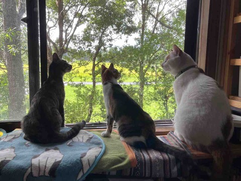 C62A6E54-4166-48E3-B40E-E313941F0BEC