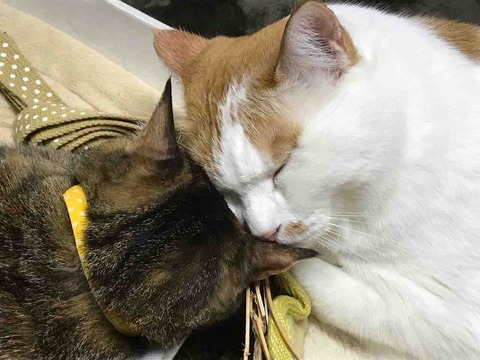 2509FDBE-7585-4507-903F-6A1128B592A0