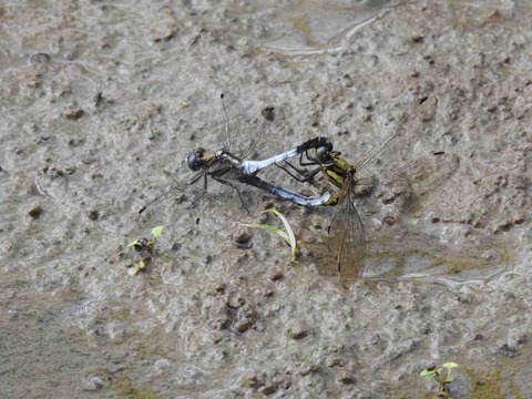 403AD0C3-B4EB-44CF-9B3E-3761A9684049