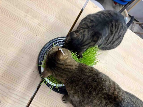 F66B8CEE-29B4-4BAD-9B5C-39C92D316B6A