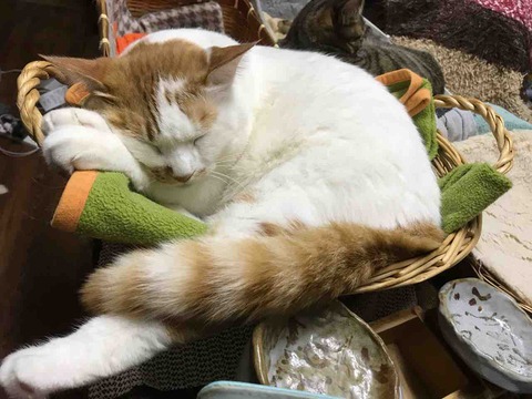 4F901537-5643-483C-9FCF-5C0B9729044D