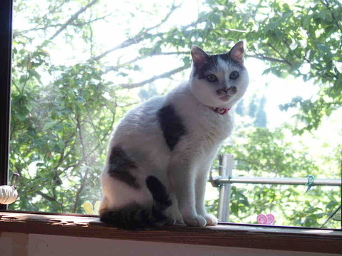 EA63F43F-5ECF-4113-B054-E37C5AFA33AC