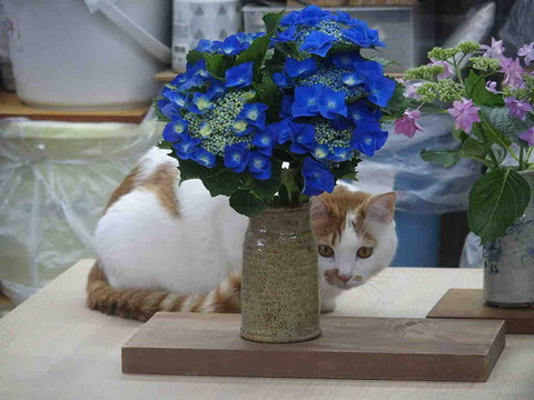 9CADFDC6-762A-4DAA-8BF6-7A043A7A8654