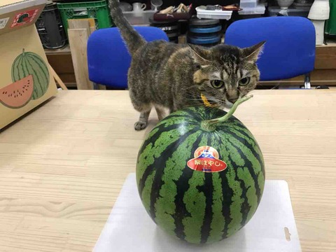 B774D35F-781B-4F0E-9B91-557B5CAB9811