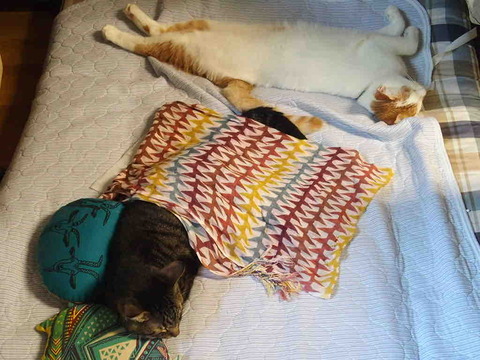 CF42B738-FF98-4C8F-8484-B9F35093C020