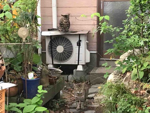 14FEADED-FE3D-4594-8874-32AF3501F483