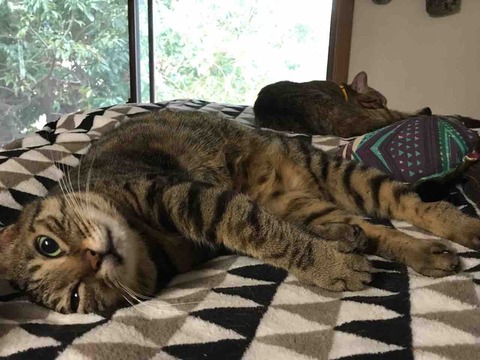 6CE64AB9-0874-4449-89DE-BA4B5FD27DF1