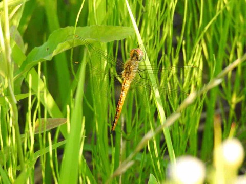 F4B29606-2173-4E44-BD3A-2240E0DCCC7A