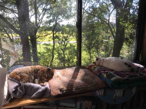 C264C810-2733-471D-A91C-099224A50FEC