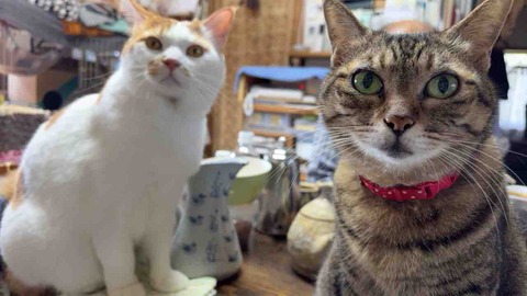 1DC9A08E-52D5-43CB-93E5-AA6156AF60F1