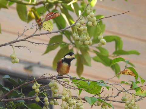 A7879369-7AC9-4B71-A016-E80F406E6D89