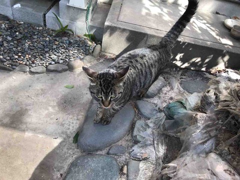 F85C270F-00A1-45F8-9FBB-18AF01C83EDE