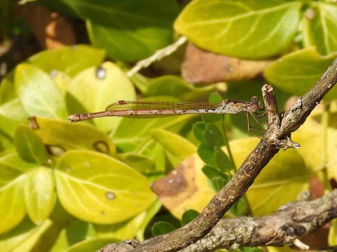 D2D670E2-3497-4F37-96FD-B42DEF218B10