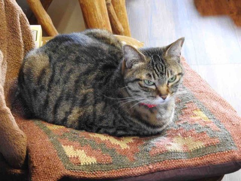 C6C050B4-2AE9-4E93-AD2D-50864DD5F1A6