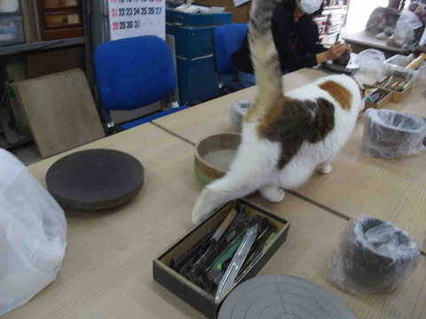 E516814B-425D-4A4E-85C8-0EFFDA8D837C