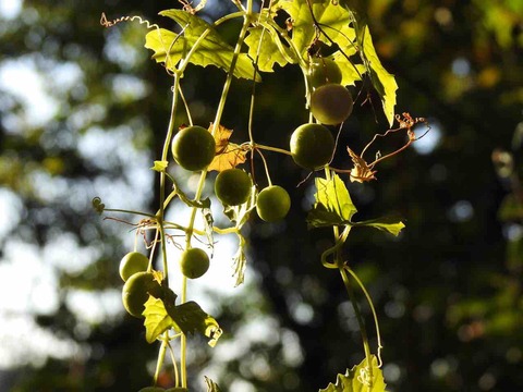 CB807A9A-BD97-49D1-8431-C79D688899F8