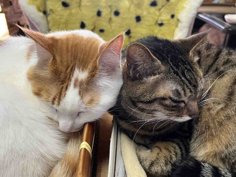 60A58EC3-537A-4E21-BBFE-DE93C49A82DD