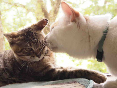 D15F273A-86BA-472E-BDFF-4C88A3B8225C