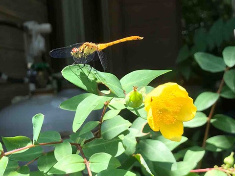 81FC053B-6B06-4949-B704-B4481C801BA6