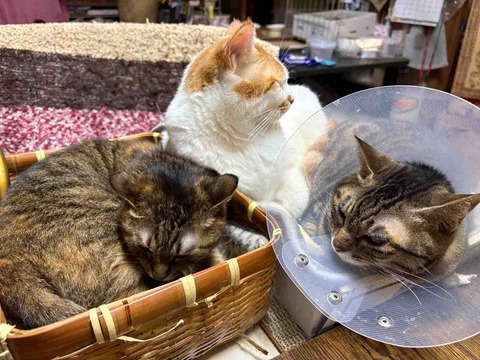 28CE8E50-A0CC-45D4-A769-21B0AD273581