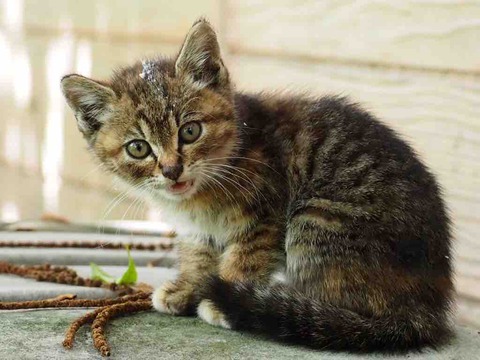 984D939C-B25D-467D-8E89-BBA9FBA26D93