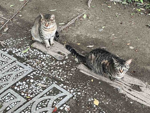 AE3ECC99-3608-423E-A355-87BC926BB0C9