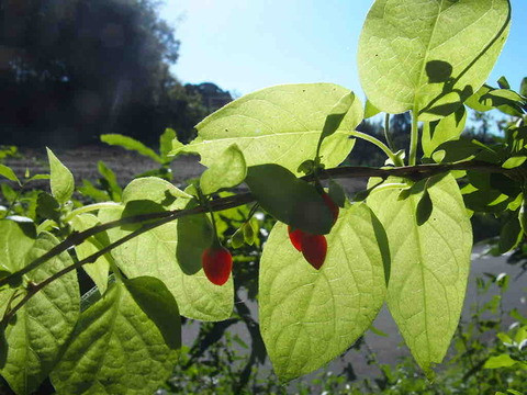 D6F07CE1-9063-458D-AC35-C928EDCA5B1B